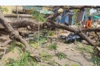 पेड़ गिरने से सैकड़ों वाहन यात्री फंसे