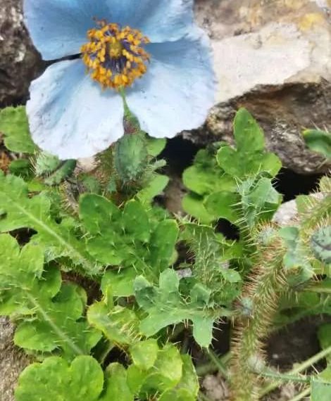 फूलों की घाटी हुईं गुलजार देश विदेश से आए पर्यटकों का लगा तांता