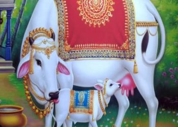 हिंदू धर्म में गौ- वंश की महत्ता* 