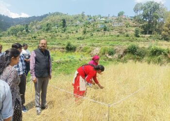 जिलाधिकारी आलोक कुमार पांडेय की देखरेख में ग्राम बल्टा में गेहूं की क्रॉप कटिंग का निरीक्षण