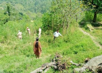 द्वाराहाट में अवैध भांग की खेती पर बड़ी कार्रवाई, 8–10 नाली फसल नष्ट