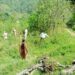 द्वाराहाट में अवैध भांग की खेती पर बड़ी कार्रवाई, 8–10 नाली फसल नष्ट