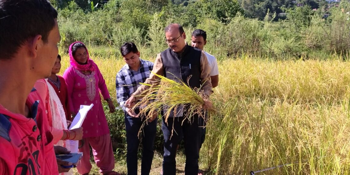 धान की फसल की क्रॉप कटिंग का निरीक्षण, जिलाधिकारी ने किसानों संग की बातचीत