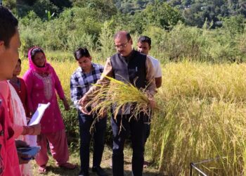 धान की फसल की क्रॉप कटिंग का निरीक्षण, जिलाधिकारी ने किसानों संग की बातचीत