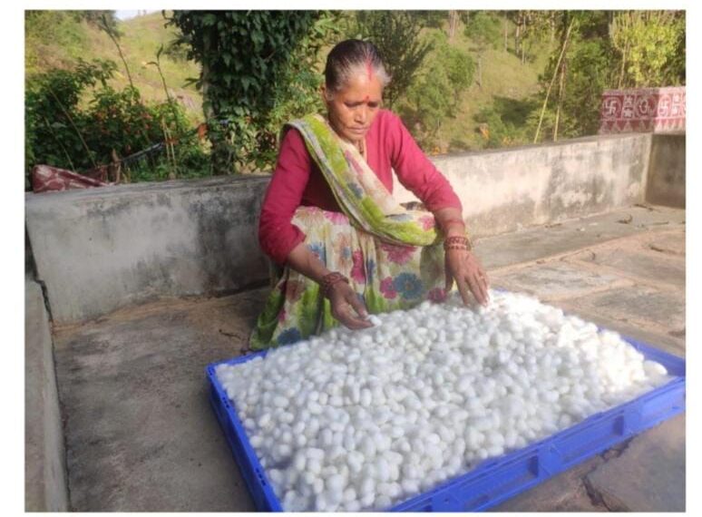 रेशम उत्पादन से आत्मनिर्भर बनीं ग्राम दशौली की चम्पा देवी  सरकारी योजनाओं और तकनीकी सहयोग से बदली किस्मत, बनीं महिला सशक्तिकरण की प्रेरणास्रोत