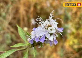 सजावट भी और सेहत भी! वूली ब्लू कर्ल्स फूल है पहाड़ों का नेचुरल पेनकिलर, एक्सपर्ट से जानें इस्तेमाल का तरीका