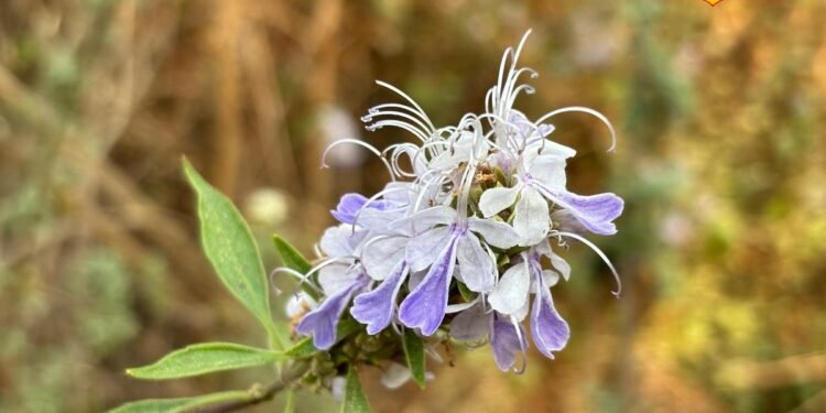 सजावट भी और सेहत भी! वूली ब्लू कर्ल्स फूल है पहाड़ों का नेचुरल पेनकिलर, एक्सपर्ट से जानें इस्तेमाल का तरीका
