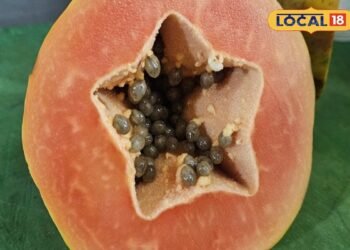 Papita Buying Tips: पपीता खरीदने जा रहे हैं? बिना काटे ही इस तरह जानें स्वाद मीठा है या फीका