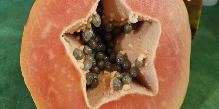 Papita Buying Tips: पपीता खरीदने जा रहे हैं? बिना काटे ही इस तरह जानें स्वाद मीठा है या फीका