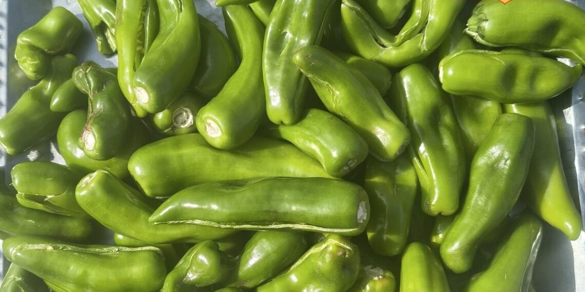 Pickle Recipe: बिना धूप दिखाए 10 मिनट में तैयार करें चटपटा मिर्च का अचार, खाने का स्वाद हो जाएगा दोगुना