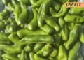 Pickle Recipe: बिना धूप दिखाए 10 मिनट में तैयार करें चटपटा मिर्च का अचार, खाने का स्वाद हो जाएगा दोगुना