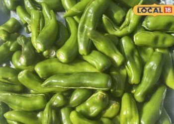 Pickle Recipe: बिना धूप दिखाए 10 मिनट में तैयार करें चटपटा मिर्च का अचार, खाने का स्वाद हो जाएगा दोगुना