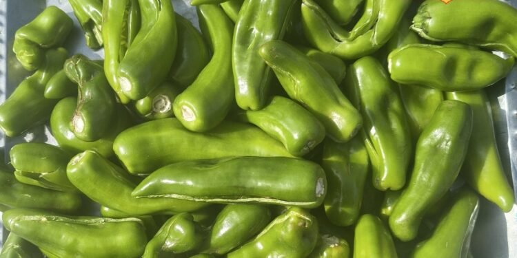 Pickle Recipe: बिना धूप दिखाए 10 मिनट में तैयार करें चटपटा मिर्च का अचार, खाने का स्वाद हो जाएगा दोगुना