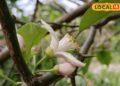 Lemon Farming: नींबू में मिलेगा दोगुना रस, पैदावार भी होगी बंपर! बस फल आने के दौरान करें ये पहाड़ी उपाय