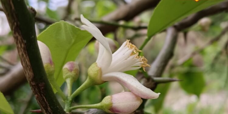 Lemon Farming: नींबू में मिलेगा दोगुना रस, पैदावार भी होगी बंपर! बस फल आने के दौरान करें ये पहाड़ी उपाय