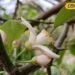Lemon Farming: नींबू में मिलेगा दोगुना रस, पैदावार भी होगी बंपर! बस फल आने के दौरान करें ये पहाड़ी उपाय