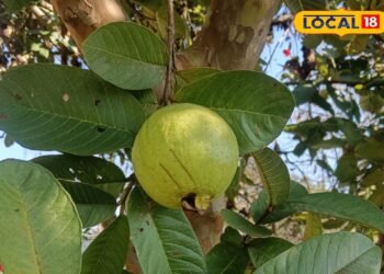 Amrood Farming: लंबे समय तक टिके रहेगा अमरूद का फल! बस अपनाएं पहाड़ों वाले ये ऑर्गेनिक तरीके