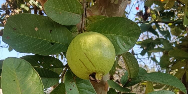 Amrood Farming: लंबे समय तक टिके रहेगा अमरूद का फल! बस अपनाएं पहाड़ों वाले ये ऑर्गेनिक तरीके