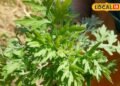 Kurja Plant Benefits : नवजात बच्चों के लिए दादी-नानी से कम नहीं ये पौधा, इसकी कोमल गर्माहट के कहने ही क्या, जानें उपयोग