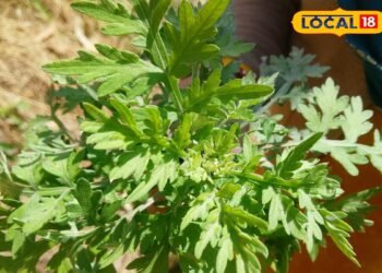 Kurja Plant Benefits : नवजात बच्चों के लिए दादी-नानी से कम नहीं ये पौधा, इसकी कोमल गर्माहट के कहने ही क्या, जानें उपयोग