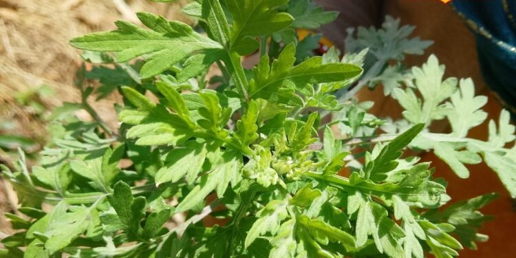 Kurja Plant Benefits : नवजात बच्चों के लिए दादी-नानी से कम नहीं ये पौधा, इसकी कोमल गर्माहट के कहने ही क्या, जानें उपयोग