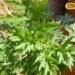 Kurja Plant Benefits : नवजात बच्चों के लिए दादी-नानी से कम नहीं ये पौधा, इसकी कोमल गर्माहट के कहने ही क्या, जानें उपयोग
