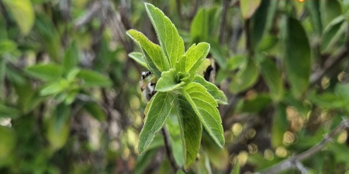 तुलसी के पास रखा ये छोटा सा उपाय, घर की हवा को बनाता है ‘नेचुरल AC’! जानिए आसान तरीका