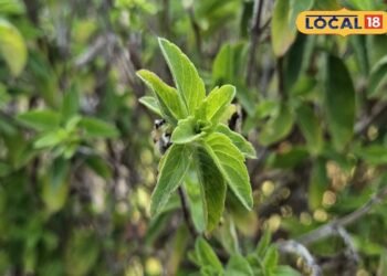 तुलसी के पास रखा ये छोटा सा उपाय, घर की हवा को बनाता है ‘नेचुरल AC’! जानिए आसान तरीका