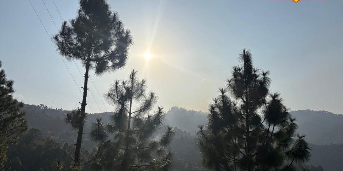 Pine Tree: पहाड़ों को भूस्खलन से बचाता है, लेकिन आग लगते ही बन जाता है खतरा…जानिए चीड़ के पेड़ की खामियां और खासियत