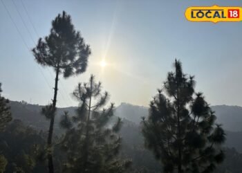 Pine Tree: पहाड़ों को भूस्खलन से बचाता है, लेकिन आग लगते ही बन जाता है खतरा…जानिए चीड़ के पेड़ की खामियां और खासियत