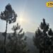 Pine Tree: पहाड़ों को भूस्खलन से बचाता है, लेकिन आग लगते ही बन जाता है खतरा…जानिए चीड़ के पेड़ की खामियां और खासियत