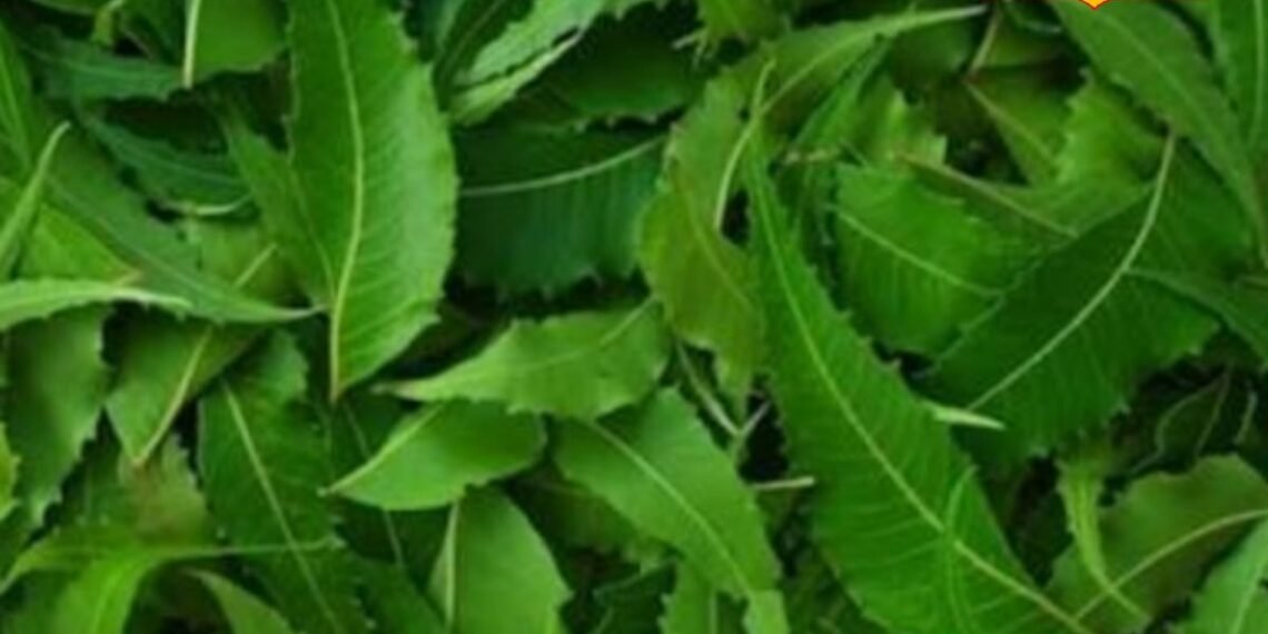 बढ़ नहीं रहा आपका बच्चा? 99% लोग नहीं जानते इसकी वजह, चार पत्तियों में छिपा है इलाज, जानें