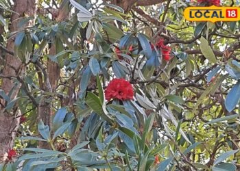 बुरांश के फूलों से लकदक हुए नैनीताल जंगल, हर जगह छाया लाल बहार, जानिए इसके फायदे