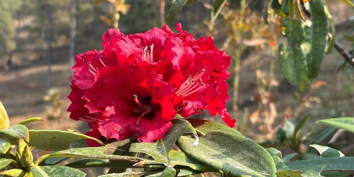 एक फूल, कई फायदे! उत्तराखंड का राज्य पुष्प बुरांश बन रहा खूबसूरती से लेकर कमाई तक का बड़ा जरिया