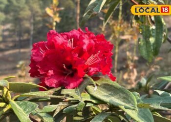 एक फूल, कई फायदे! उत्तराखंड का राज्य पुष्प बुरांश बन रहा खूबसूरती से लेकर कमाई तक का बड़ा जरिया