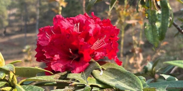 एक फूल, कई फायदे! उत्तराखंड का राज्य पुष्प बुरांश बन रहा खूबसूरती से लेकर कमाई तक का बड़ा जरिया