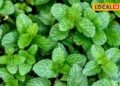 Kitchen Gardening: गमले में उगाएं बाजार जैसा घना पुदीना! आलू वाली इस ट्रिक से गर्मियों भर मिलेंगी ताजी खुशबूदार पत्तियां