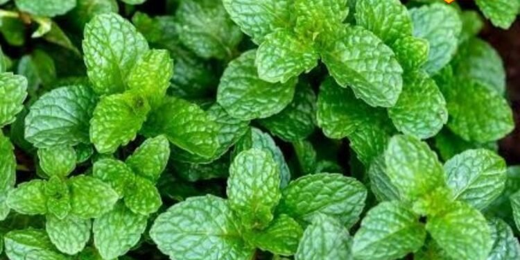 Kitchen Gardening: गमले में उगाएं बाजार जैसा घना पुदीना! आलू वाली इस ट्रिक से गर्मियों भर मिलेंगी ताजी खुशबूदार पत्तियां