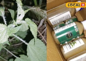 बिच्छू घास से बनाया शैंपू! देहरादून के अभिषेक ने तैयार किया केमिकल फ्री हेयर केयर प्रोडक्ट, बालों को मिलेगी मजबूती