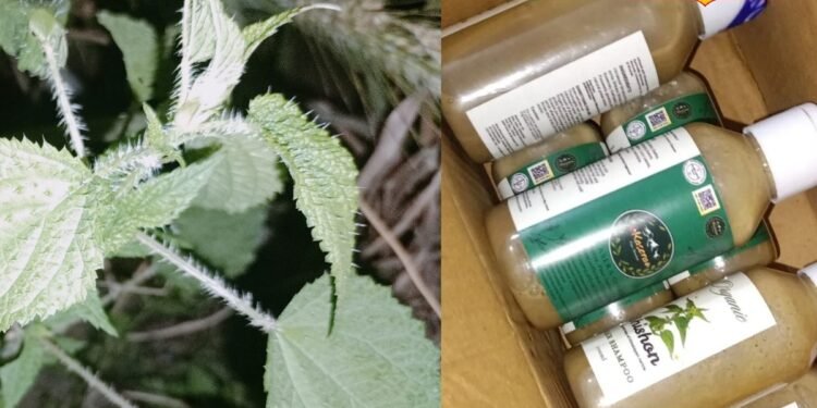 बिच्छू घास से बनाया शैंपू! देहरादून के अभिषेक ने तैयार किया केमिकल फ्री हेयर केयर प्रोडक्ट, बालों को मिलेगी मजबूती