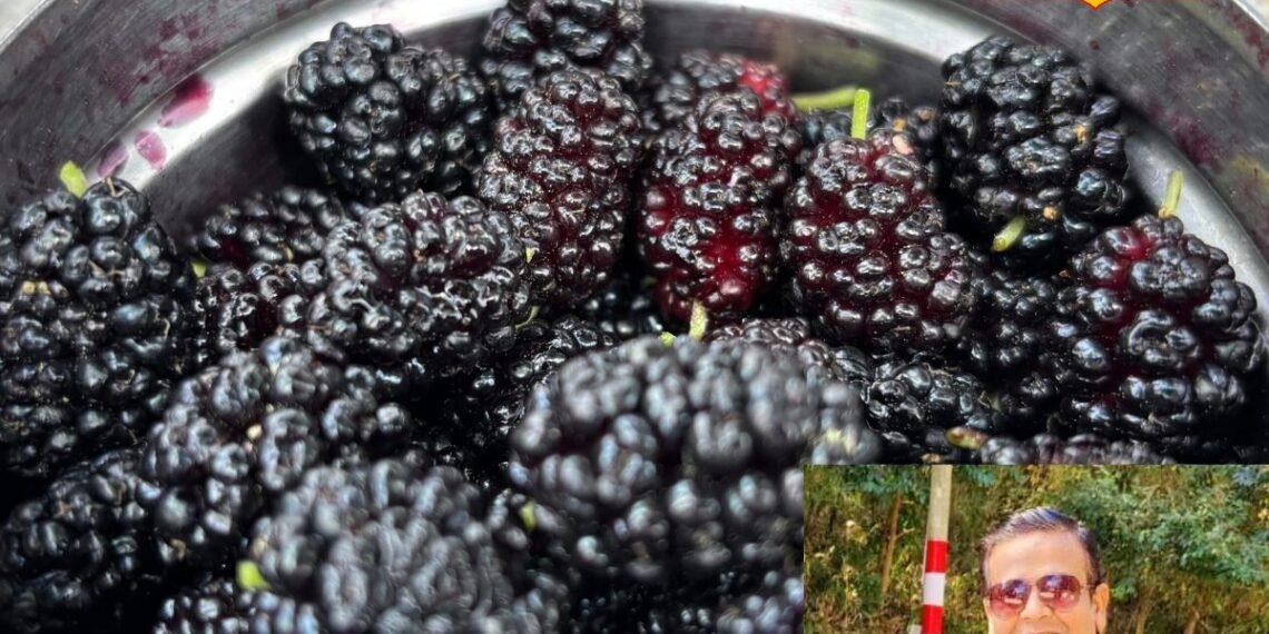 गर्मी में शहतूत है सेहत का खजाना! खून बढ़ाने से लेकर इम्यूनिटी तक फायदे, शरीर रहेगा ठंडा और बीमारियां रहेंगी दूर