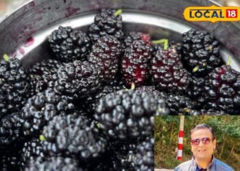 गर्मी में शहतूत है सेहत का खजाना! खून बढ़ाने से लेकर इम्यूनिटी तक फायदे, शरीर रहेगा ठंडा और बीमारियां रहेंगी दूर