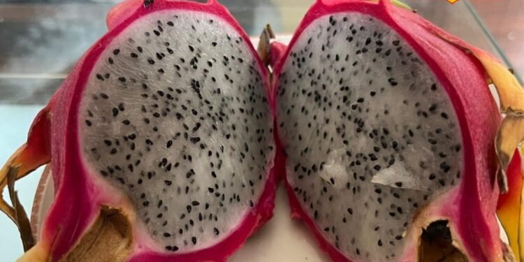 कभी भी खा लेते हैं ड्रैगन फ्रूट? ये गलती पड़ सकती है भारी, जानें खाने का सही टाइम, दोगुना मिलेगा फायदा