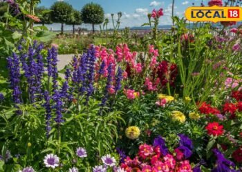 Gardening Tips: गर्मियों में सूख रहे हैं पौधे? सिर्फ पानी नहीं, इन बातों का भी रखें ख्याल, गार्डन रहेगा हरा-भरा