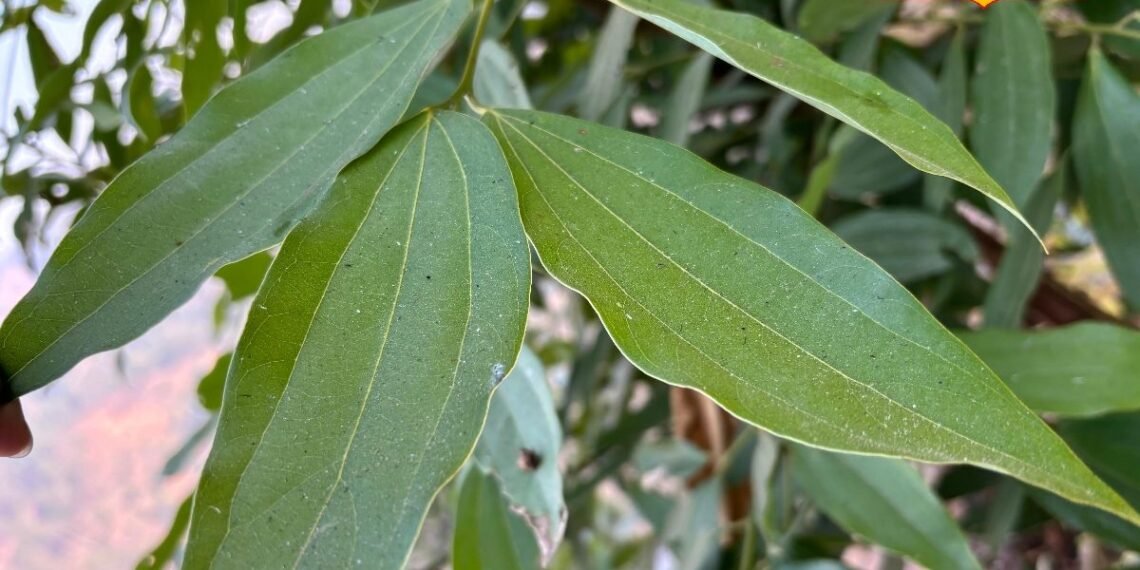 Tej Patta Benefits: सिर्फ मसाला नहीं, दवा भी है तेज पत्ता! डायबिटीज से पाचन तक देता है जबरदस्त फायदे