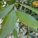 Tej Patta Benefits: सिर्फ मसाला नहीं, दवा भी है तेज पत्ता! डायबिटीज से पाचन तक देता है जबरदस्त फायदे