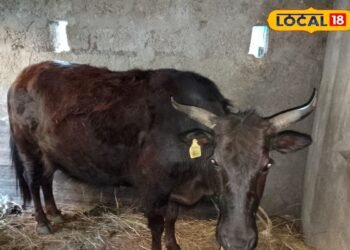 चंवर में लहराती ये पूंछ आखिर किस गाय की होती है? जानकर रह जाएंगे हैरान