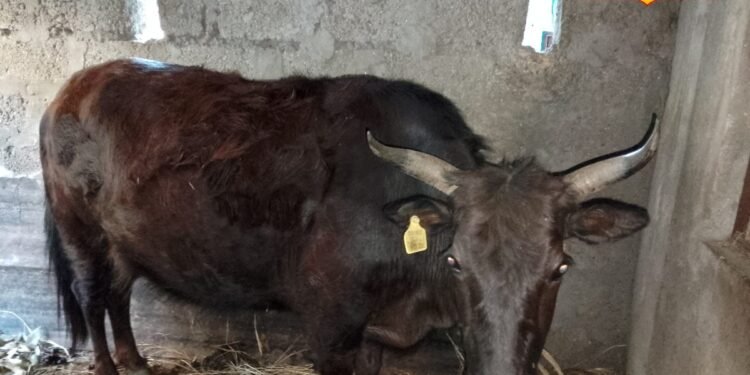 चंवर में लहराती ये पूंछ आखिर किस गाय की होती है? जानकर रह जाएंगे हैरान