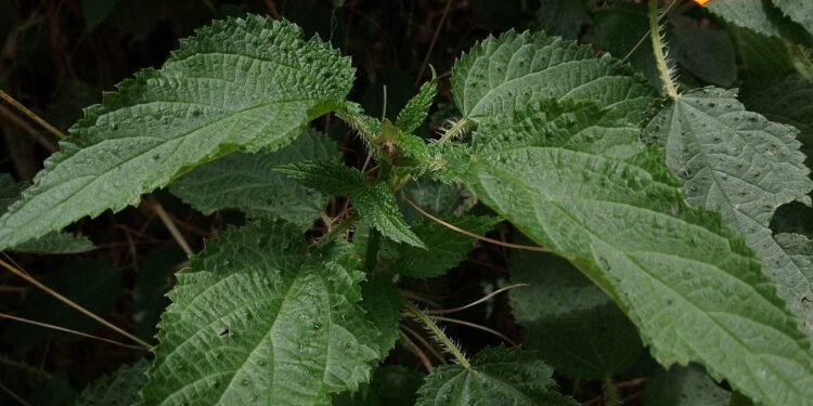 विष त्यार के त्योहार पर पहाड़ों में नाभि पर घुमाते हैं बिच्छू, पेट के लिए माना जाता है फायदेमंद