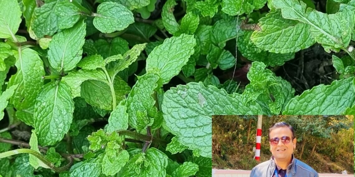 पहाड़ी पुदीना क्यों होता है खास, किन बीमारियों से दिलाता है छुटकारा? एक्सपर्ट से जानिए एक-एक गुण
